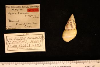 Media type: image; Malacology 47384